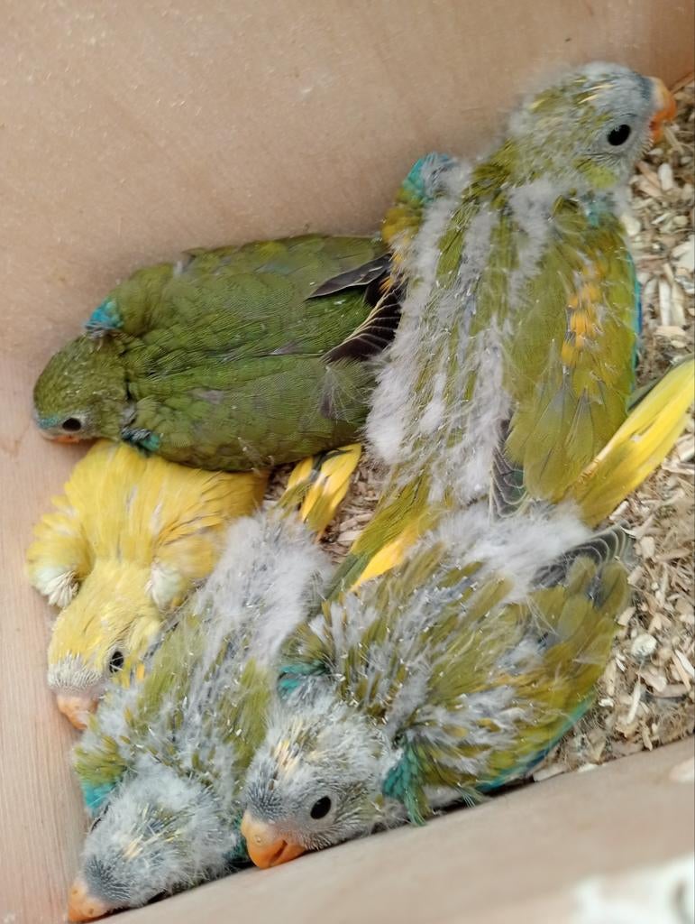 Neophema soort parkiet, Dieren en Toebehoren, Meerdere dieren, Parkiet