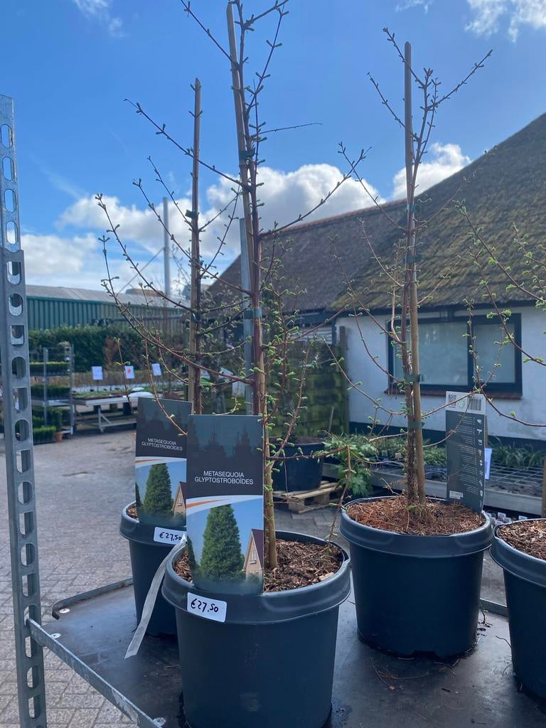 Metasequoia Glyptostroboides - Moerascipres in pot, Tuin en Terras, Planten | Bomen, Bloeit niet, Overige soorten, 100 tot 250 cm