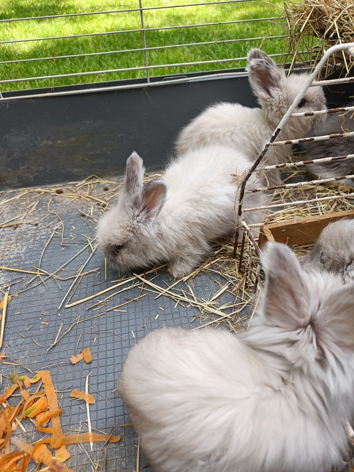 Engelse Angora konijntjes, Dieren en Toebehoren, Meerdere dieren, Groot