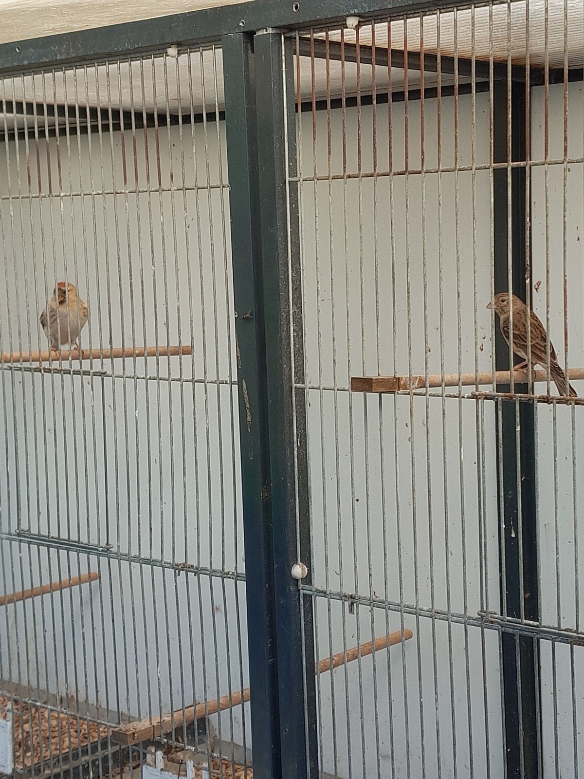 4 x vogel, Dieren en Toebehoren, Mannelijk, Wildzangvogel