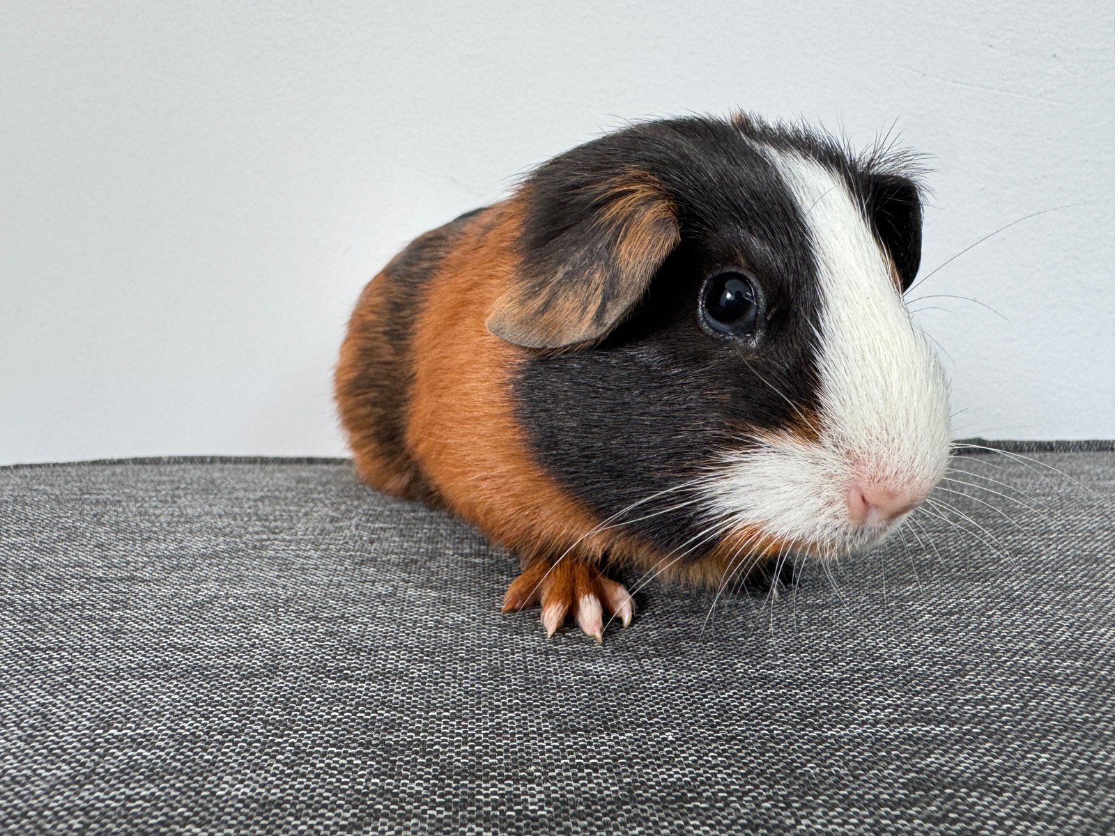 Lief zeugje Tess, Dieren en Toebehoren, Augustus, Vrouwelijk, Cavia