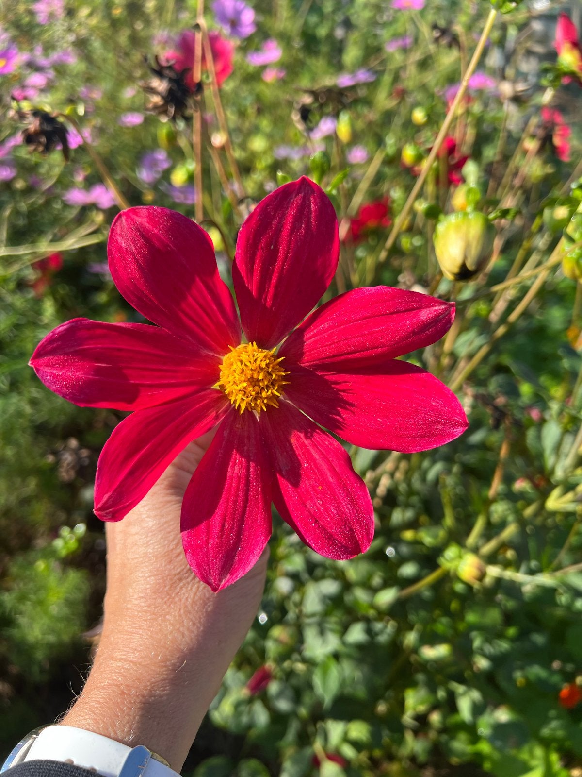 Levendige Rode Dahlia Knol, Ophalen of Verzenden, Voorjaar, Volle zon, Knol