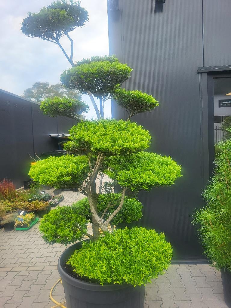 Ilex Crenata Blondie bonsai, Overige soorten, Lente, 100 tot 250 cm, Ophalen