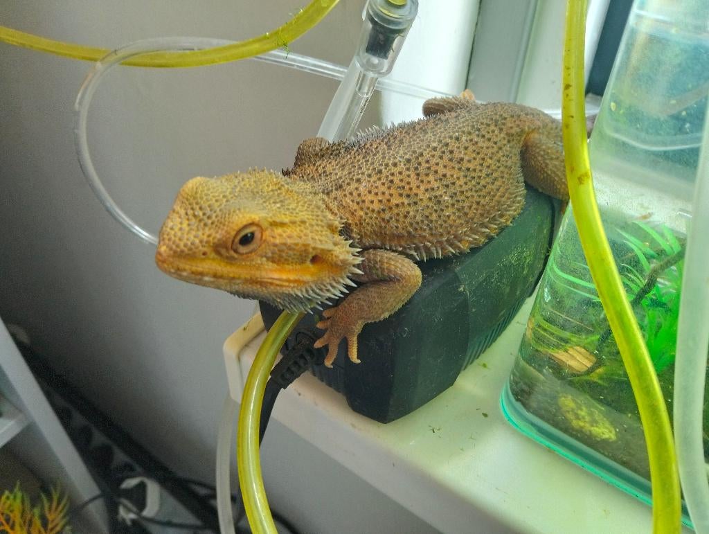 Twee baardagaam colour morphs met verblijf Bearded Dragon - unknown for sale from Sal