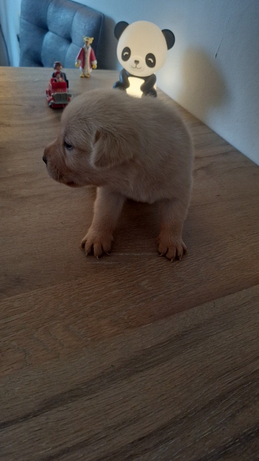 Labrador retriever puppy's, Dieren en Toebehoren, Honden | Retrievers, Spaniëls en Waterhonden, 8 tot 15 weken, Labrador retriever