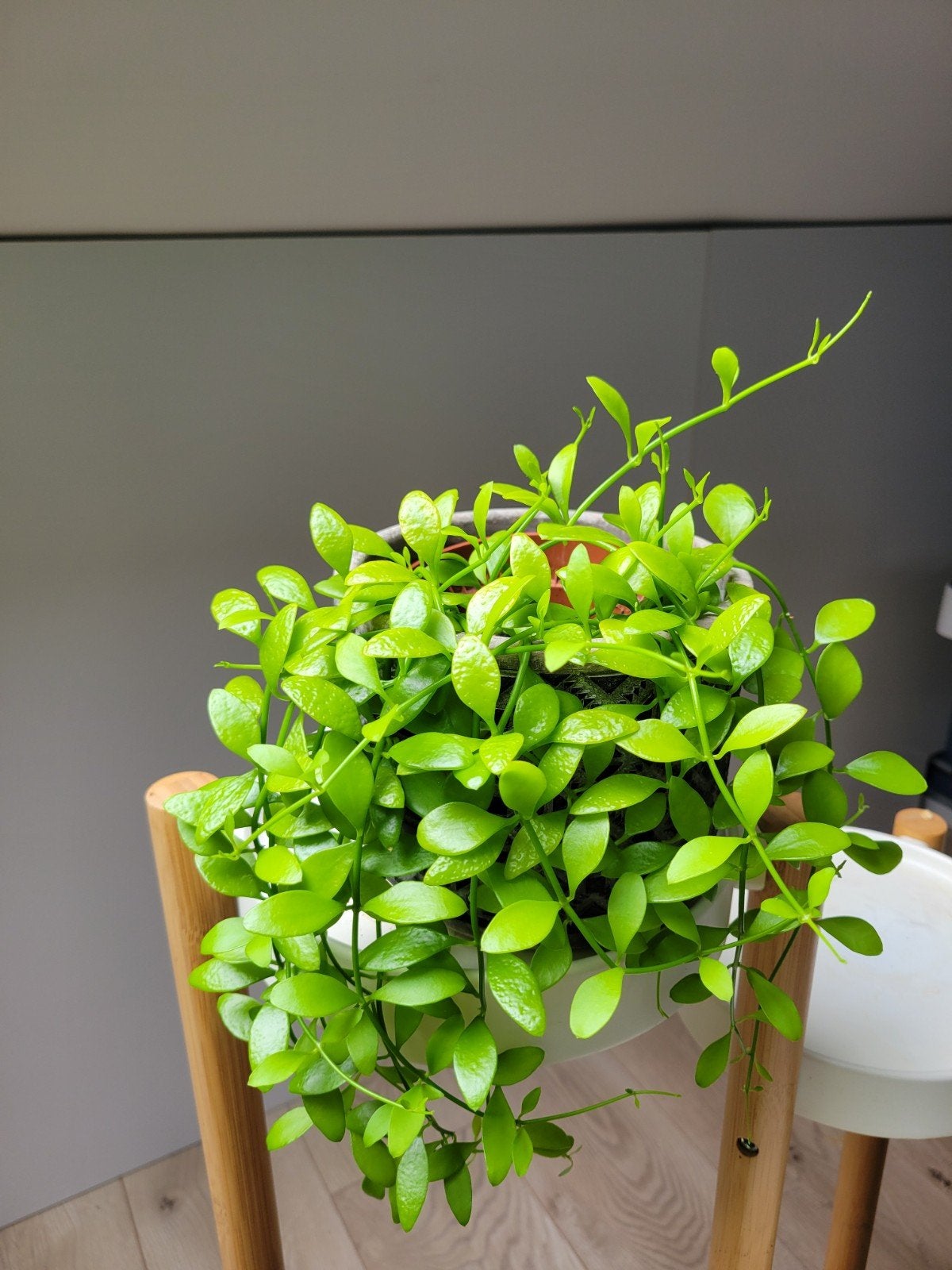 Dischidia onanthe (Ant Plant), Ophalen, Overige soorten, Halfschaduw, In pot