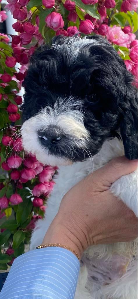 Speelse Labradoodle puppy’s zwart/bont, zwart, Parvo, 8 tot 15 weken, Meerdere, Meerdere dieren