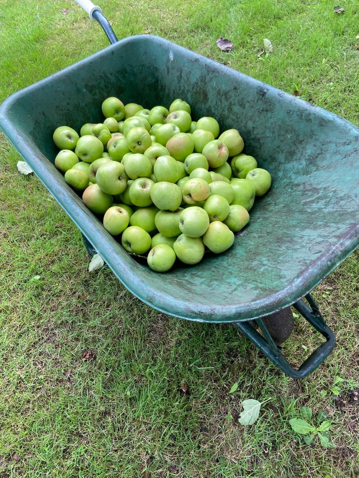 verse groene appels, Ophalen