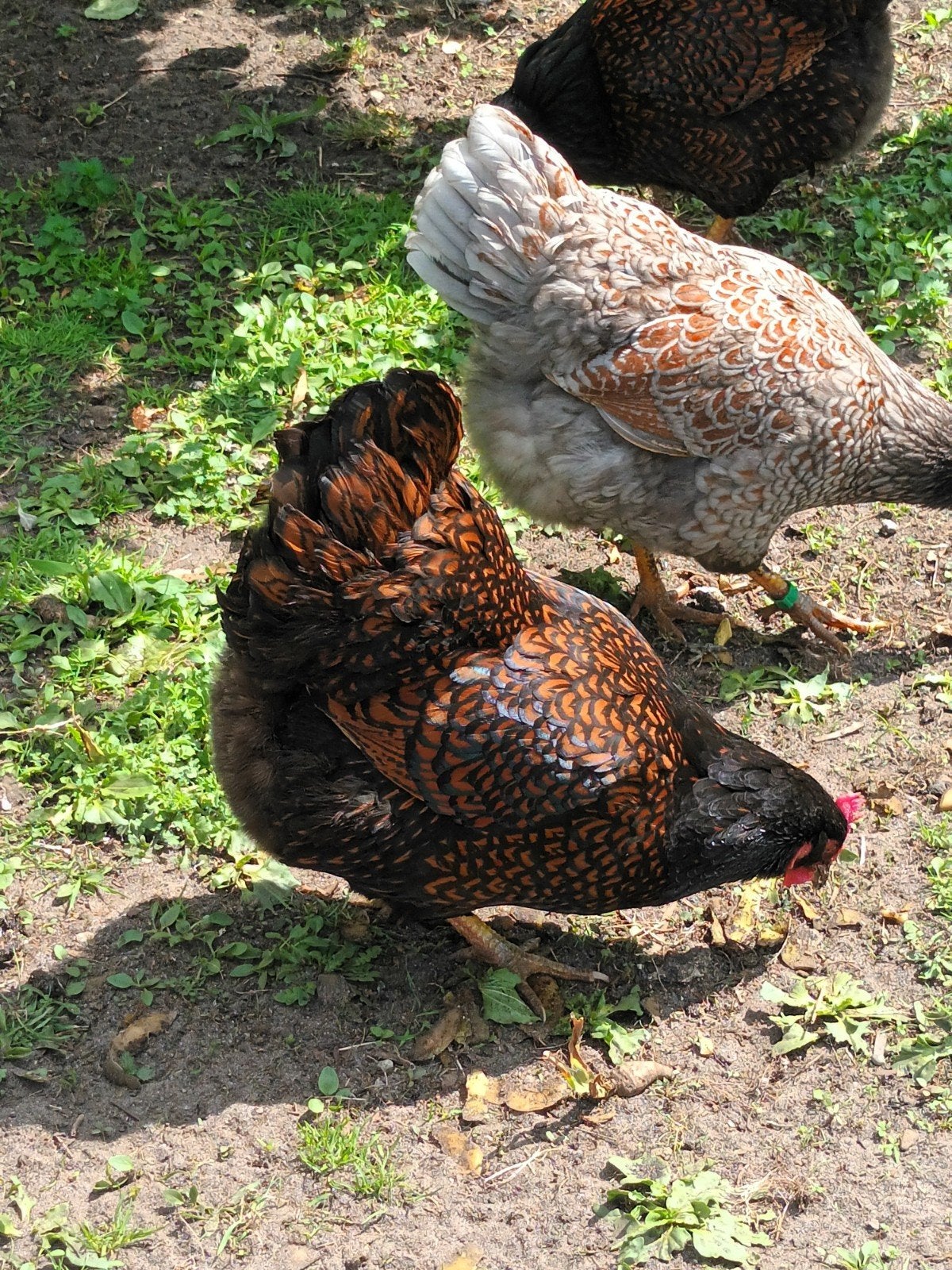 broedeieren barnevelder dubbel gezoomd, Dieren en Toebehoren, Pluimvee, Geslacht onbekend, Kip