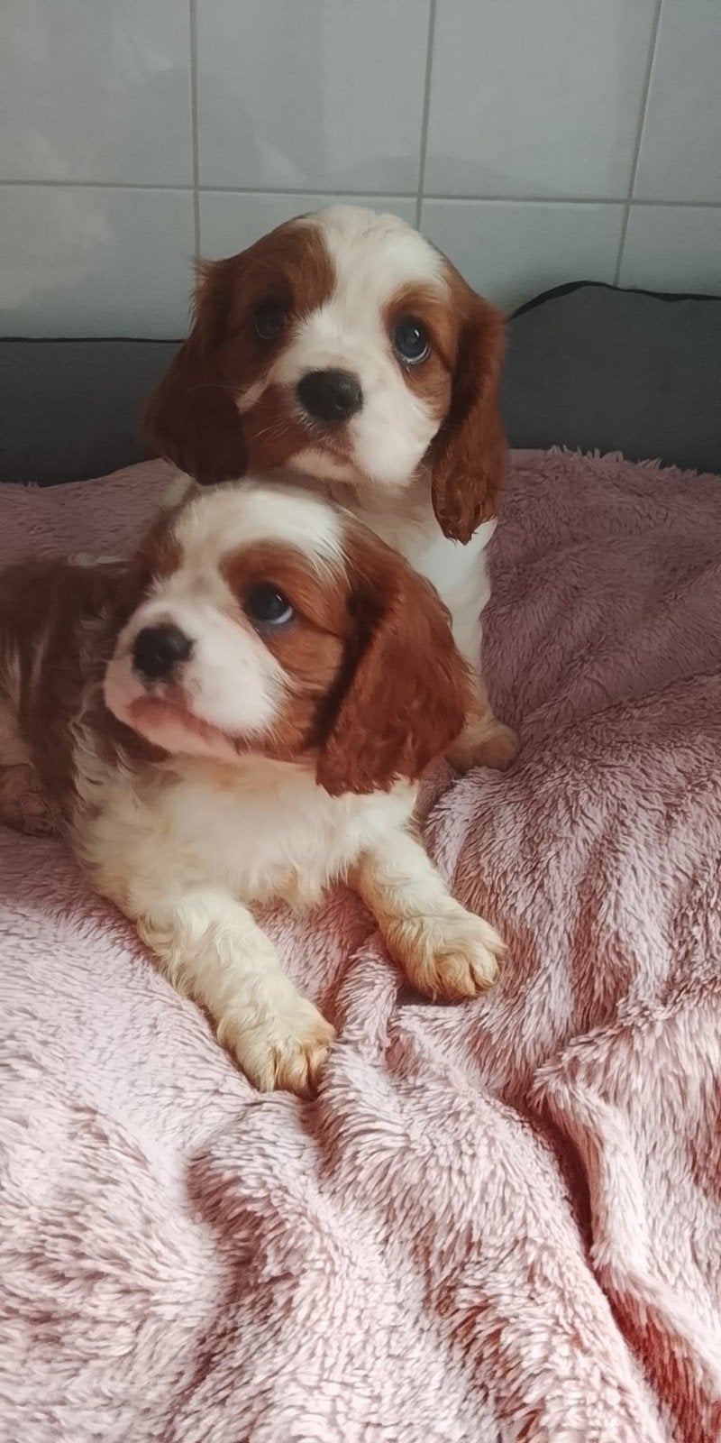 Lieve cavalier king charles spaniel pups teefjes, CDV (hondenziekte), 8 tot 15 weken, Teef, Eén hond