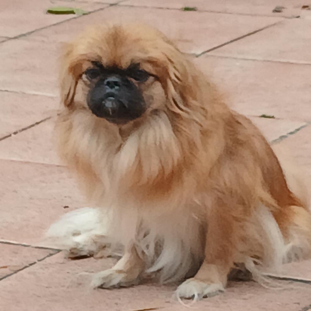 pekinees teefje, Dieren en Toebehoren, Parvo, 1 tot 2 jaar, Teef, Eén hond