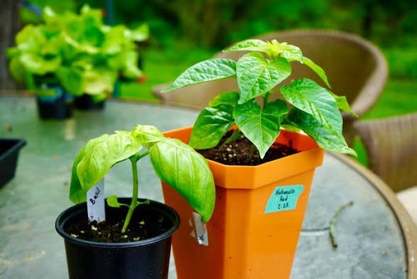 Gezocht habanero peperplant, Tuin en Terras, Ophalen, Overige soorten, Volle zon