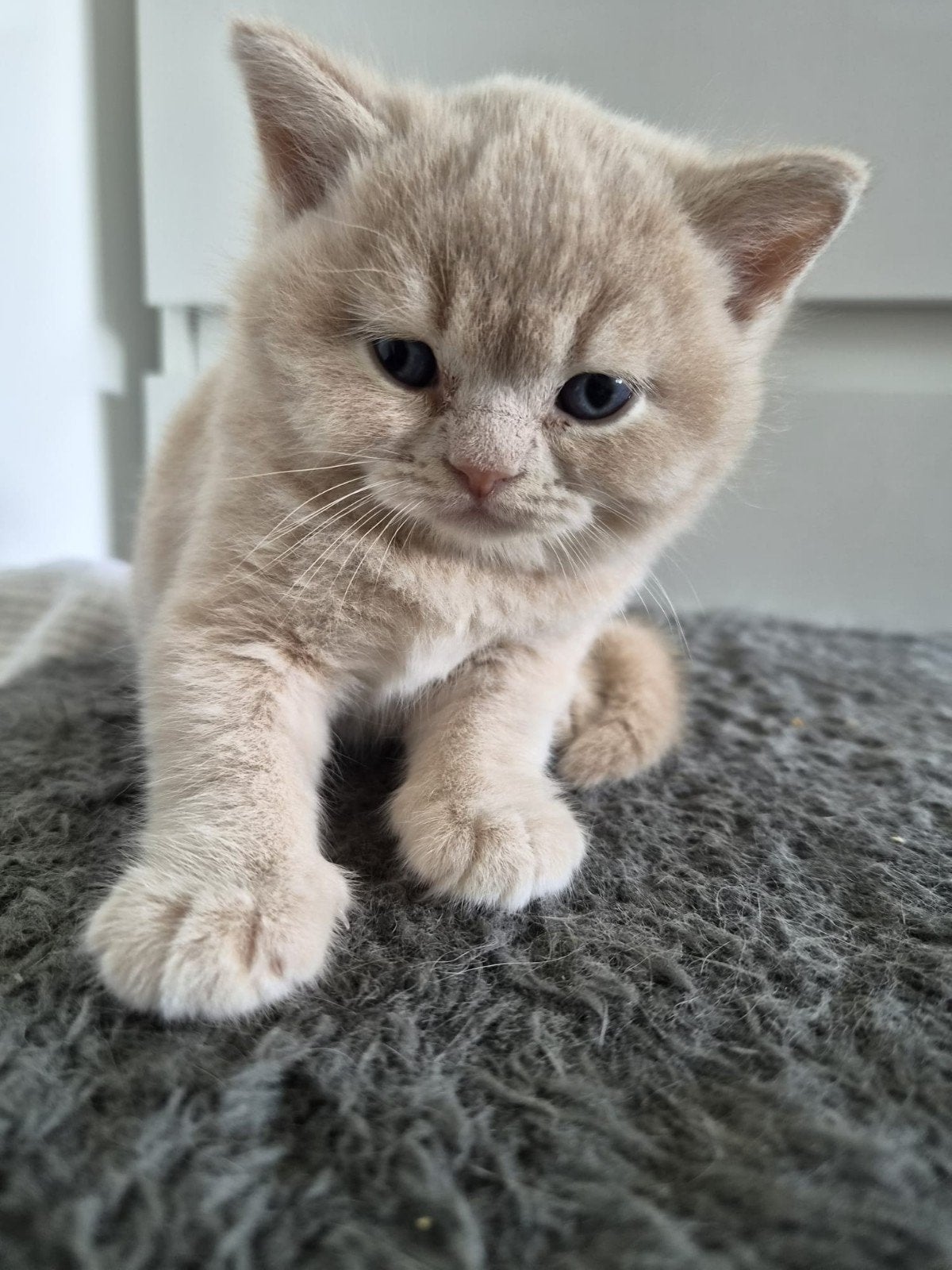 Brits korthaar kittens met stamboom, Dieren en Toebehoren, Kater, Kortharig, 0 tot 2 jaar