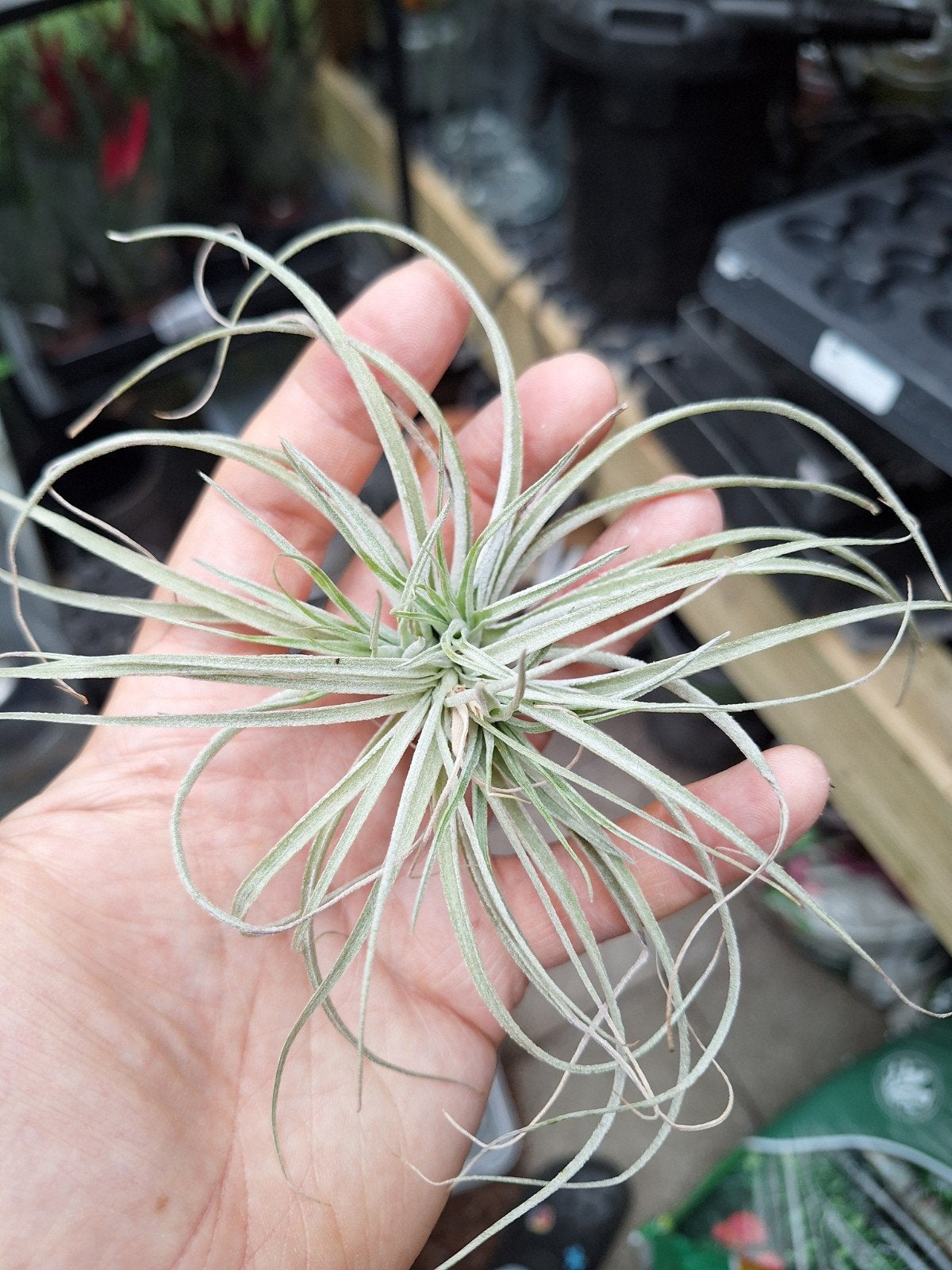 Tillandsia cotton candy, Ophalen of Verzenden, Halfschaduw, Minder dan 100 cm