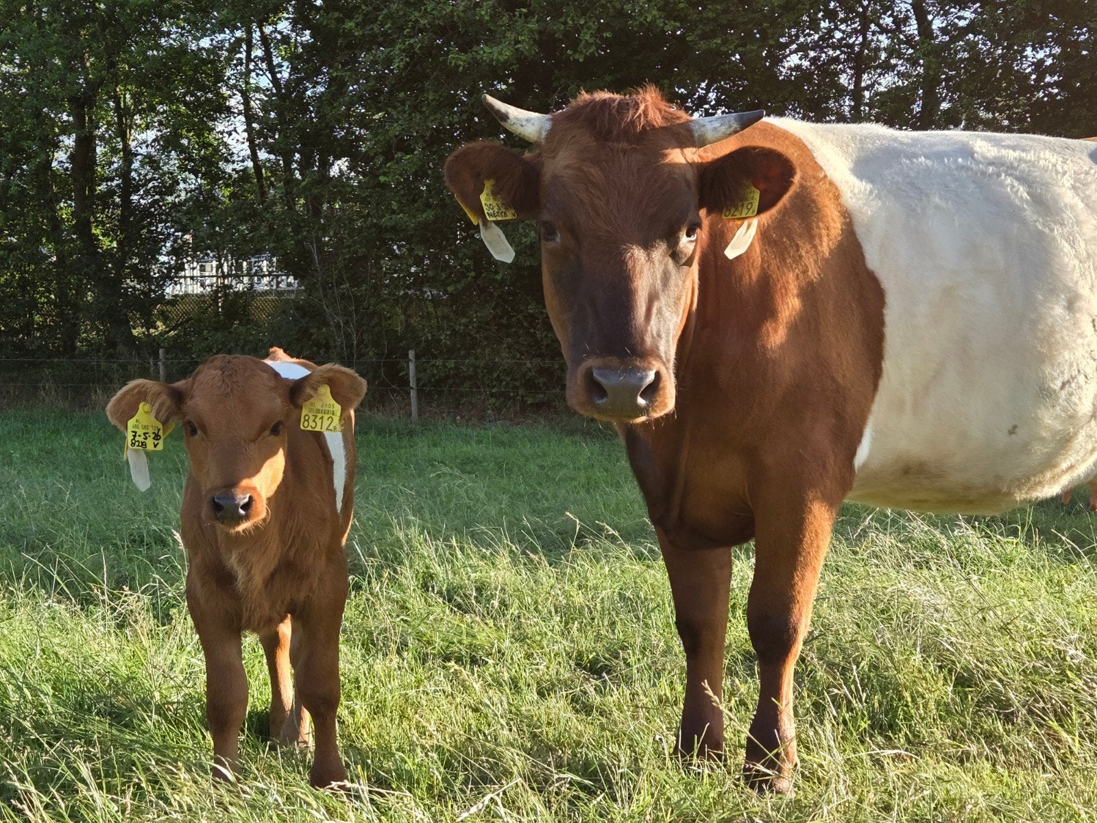 Lakenvelder vaars met vaarskalf, Meerdere dieren