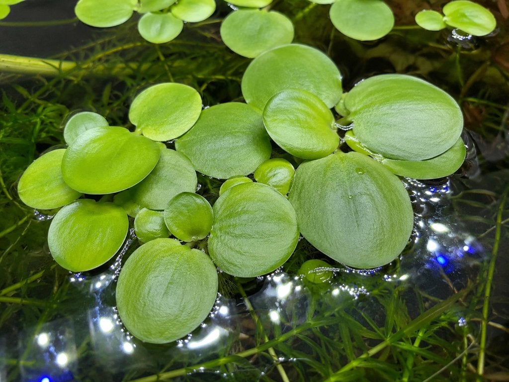 Limnobium laevigatum – Amazone kikkerbeet, Dieren en Toebehoren, Vissen | Aquaria en Toebehoren, Ophalen of Verzenden, Nieuw, Plant(en), Steen of Hout