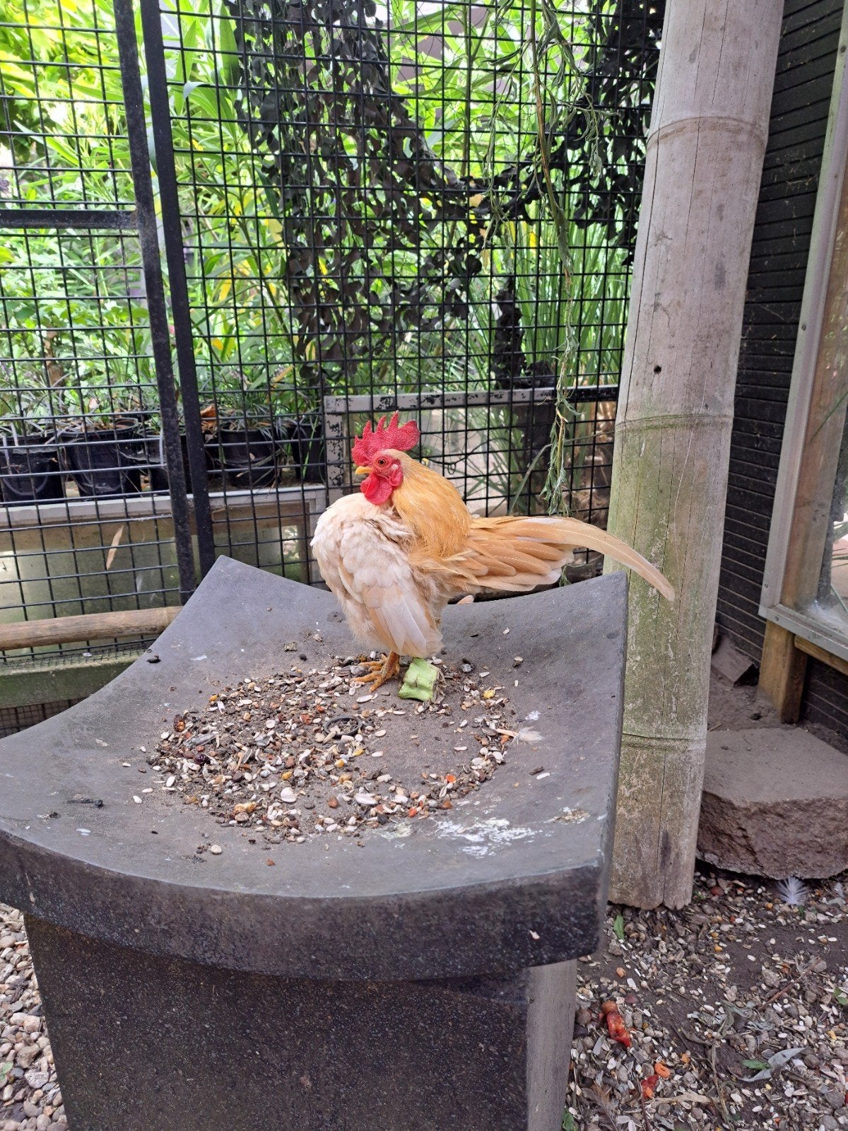 Ayam serama, Dieren en Toebehoren, Pluimvee, Meerdere dieren, Kip
