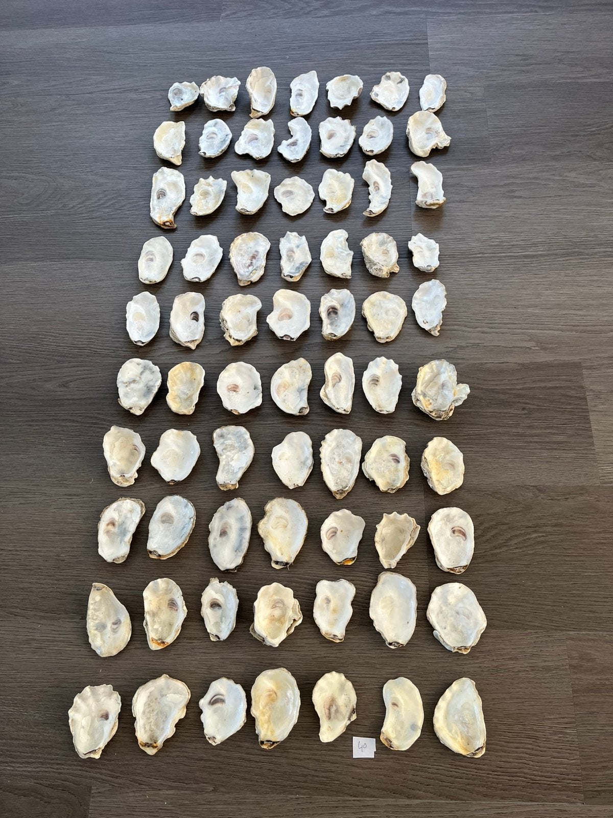 120 oesterschelpen, Verzamelen, Ophalen of Verzenden, Schelp(en)