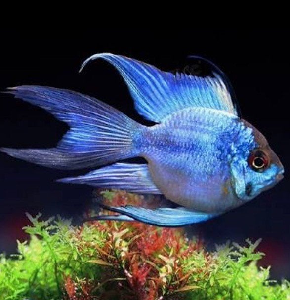 Blue Ramirezi Ballon Longfin (Mikrogeophagus ramirezi), Vis, Zoetwatervis