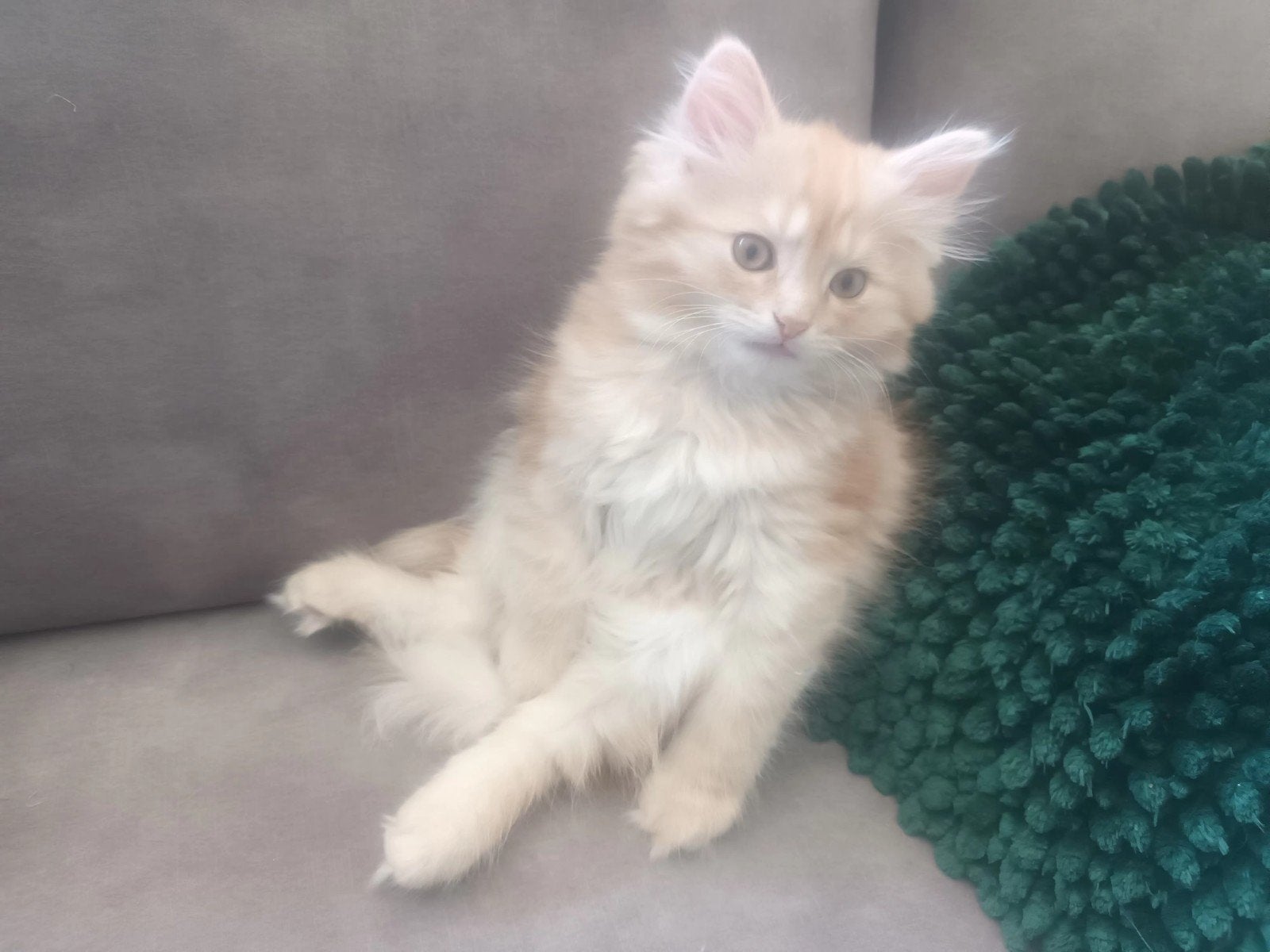 2 katertjes Maincoon x Brits langhaar., Dieren en Toebehoren, Katten en Kittens | Raskatten | Langhaar, Kater, Ontwormd