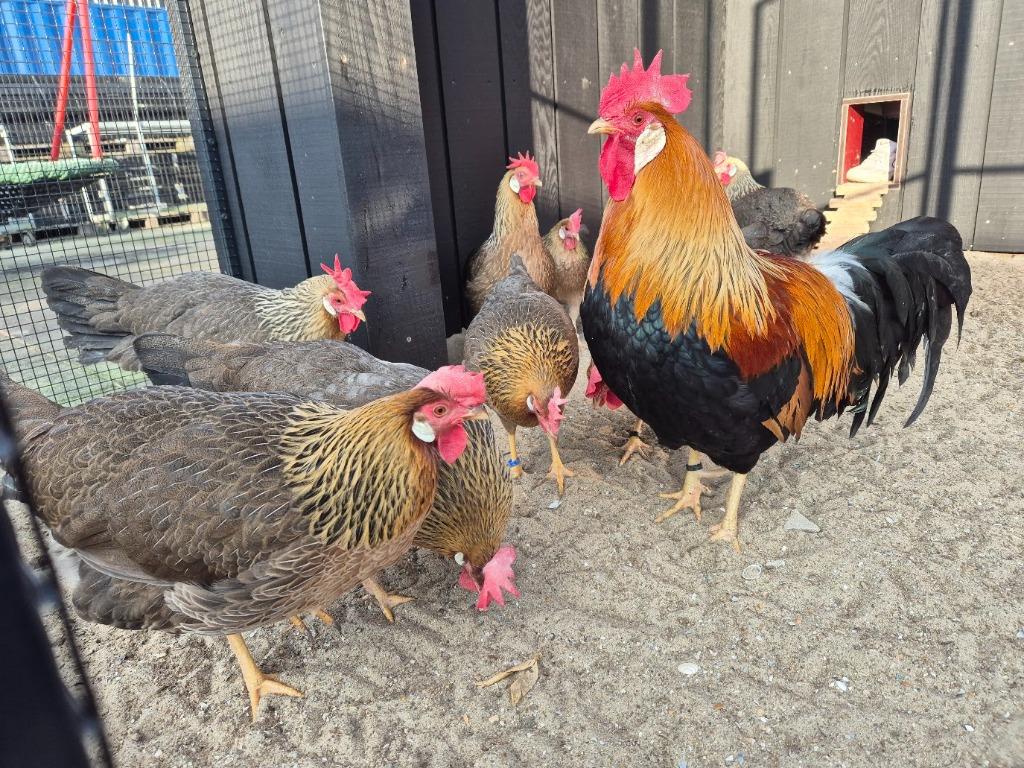 Broedeieren Ned Leghorn Zilverpatrijs en Patrijs, Dieren en Toebehoren, Pluimvee, Geslacht onbekend, Kip