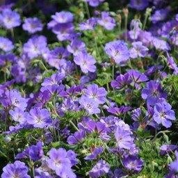 Geranium vaste planten ACTIE, Ophalen of Verzenden, Vaste plant, Overige soorten, Volle zon