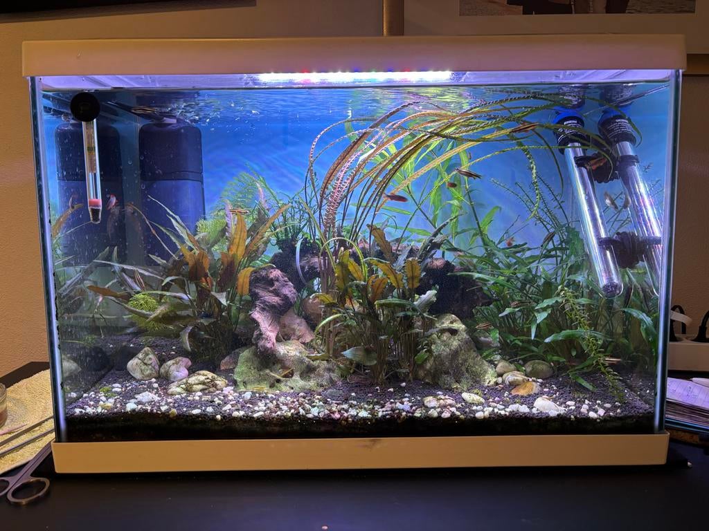 Compleet 70L aquarium met vissen & garnalen, Dieren en Toebehoren, Ophalen, Zo goed als nieuw, Gevuld zoetwateraquarium