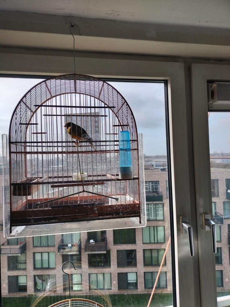 Vogels, Dieren en Toebehoren, Meerdere dieren, Kleurkanarie