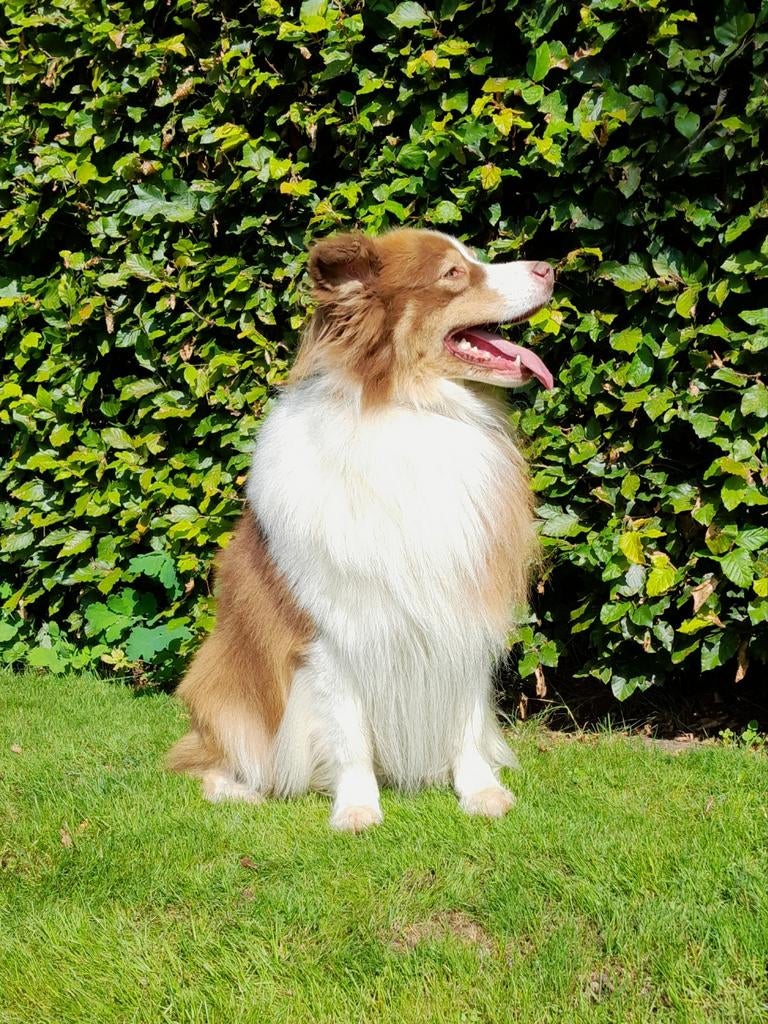 Ervaren dekreu....Australian shepherd, Parvo, Eén hond, 3 tot 5 jaar, Nederland