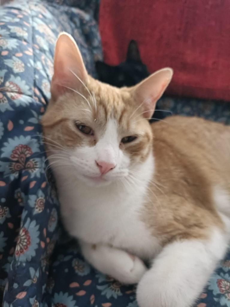 Jarela, Hony, 02-04-2025 gered uit een kas, Dieren en Toebehoren, Kater, Kortharig, 0 tot 2 jaar
