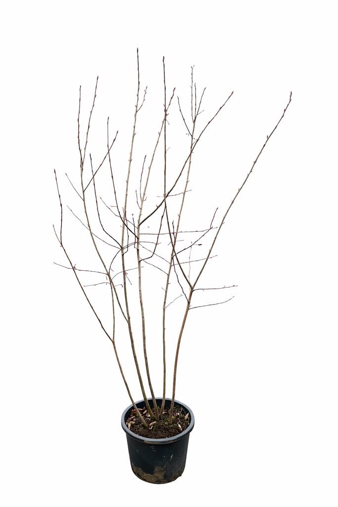 Mooie krenten (Amelanchier) struiken voor uw tuin, Tuin en Terras, Planten | Tuinplanten, Tweejarig, Overige soorten, Halfschaduw