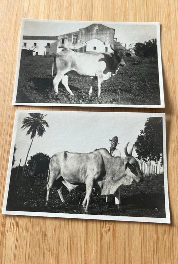 2 fotootjes zeboes Brazilië 1923, Foto, Nieuw, Ophalen of Verzenden, Voor 1940