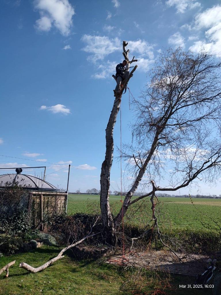 Gratis bomen omzagen, snoeien & boomstronk. Tuinman/hovenier, Garantie, Tuinonderhoud of Snoeiwerk