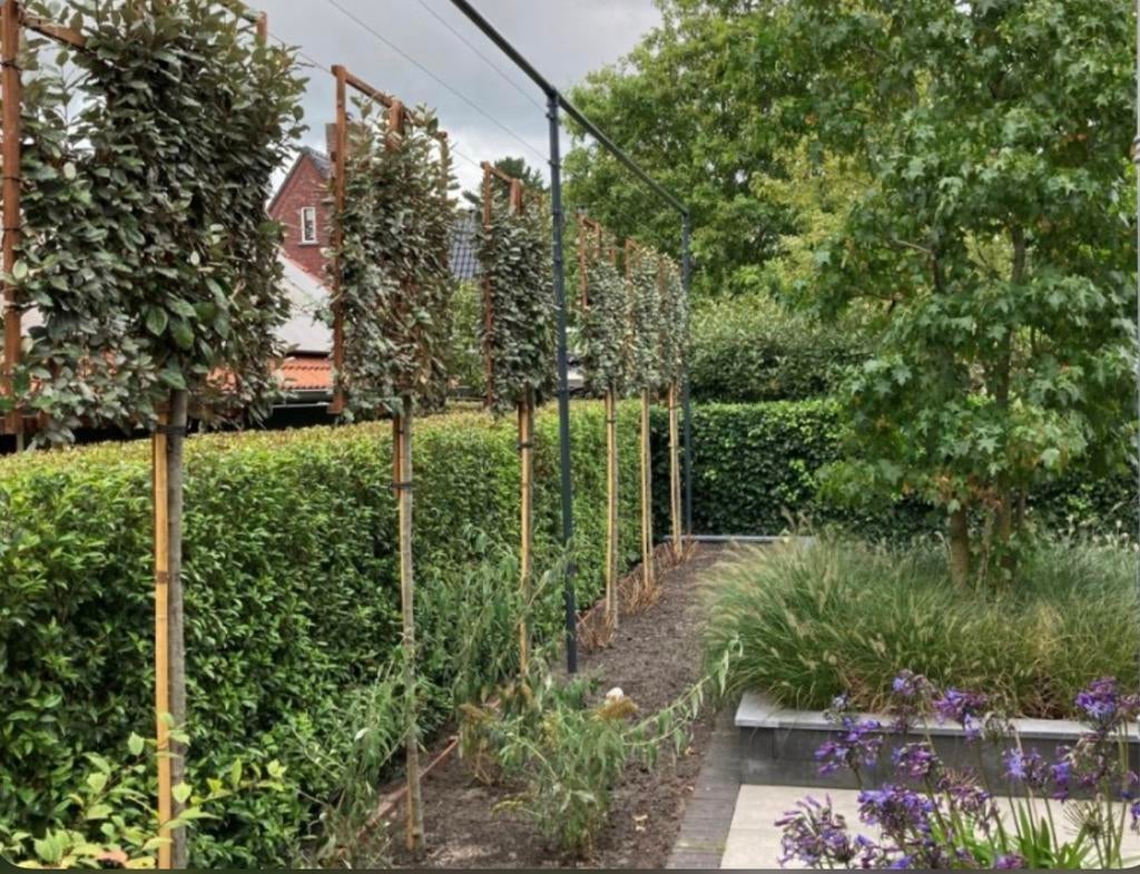 Leibomen ACTIE! Lei olijfwilg - Elaeagnus ebbingei lei boom, Tuin en Terras, Planten | Bomen, Ophalen of Verzenden, Zomer, Volle zon