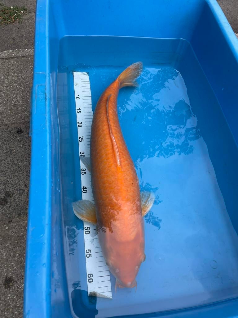 Karashigoi koi tekoop, Karper of Koi