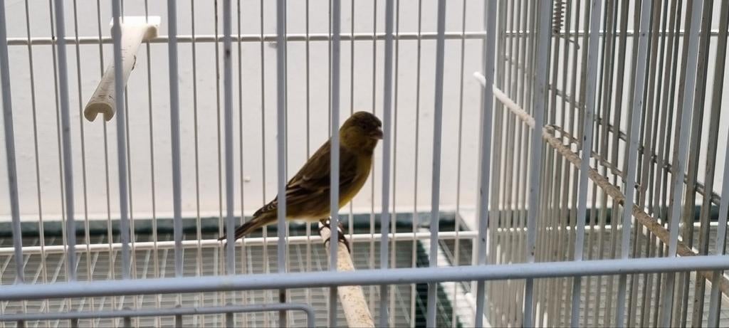Bastaard zwartkop sijs, Dieren en Toebehoren, Vogels | Overige Vogels, Mannelijk, Wildzangvogel, Geringd