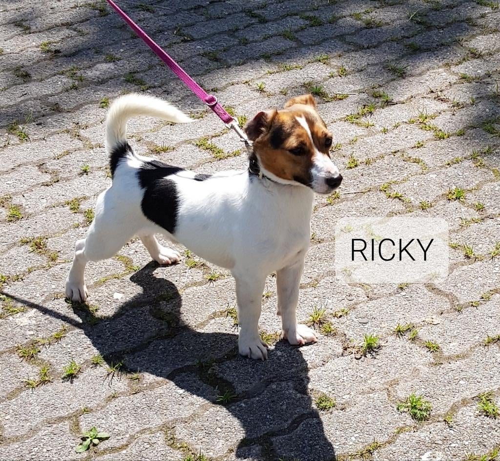 Raszuivere JACK RUSSELL REUtjes laagbenig  gladharig, Parvo, Reu, Meerdere, 3 tot 5 jaar
