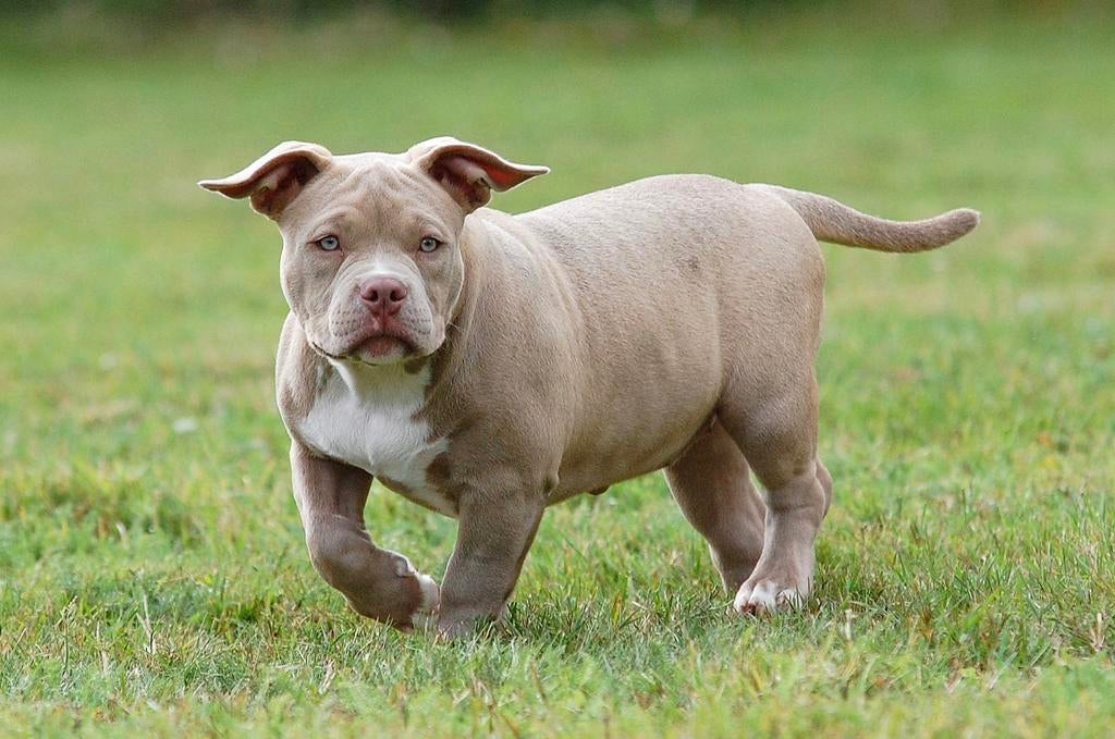 American bully pup, Dieren en Toebehoren, Honden | Bulldogs, Pinschers en Molossers, Teef, Overige rassen, Particulier, Meerdere