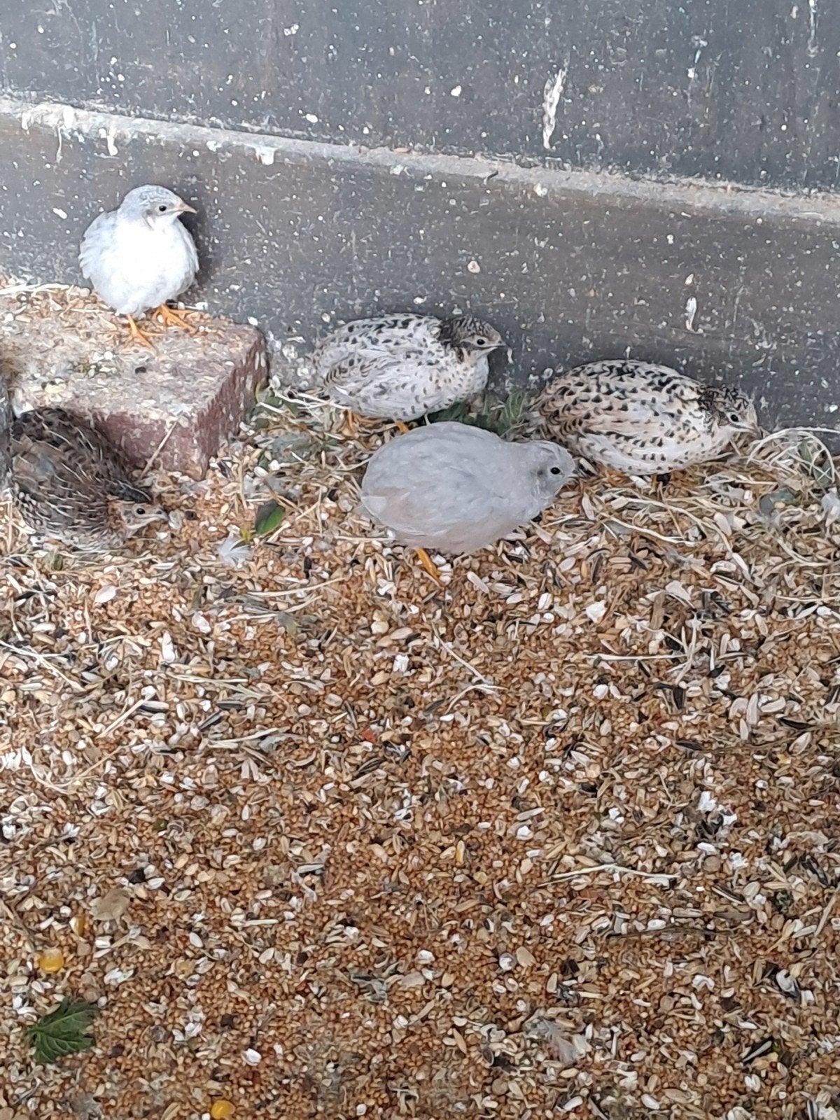 chinese dwergkwartels, Dieren en Toebehoren, Meerdere dieren, Overige soorten