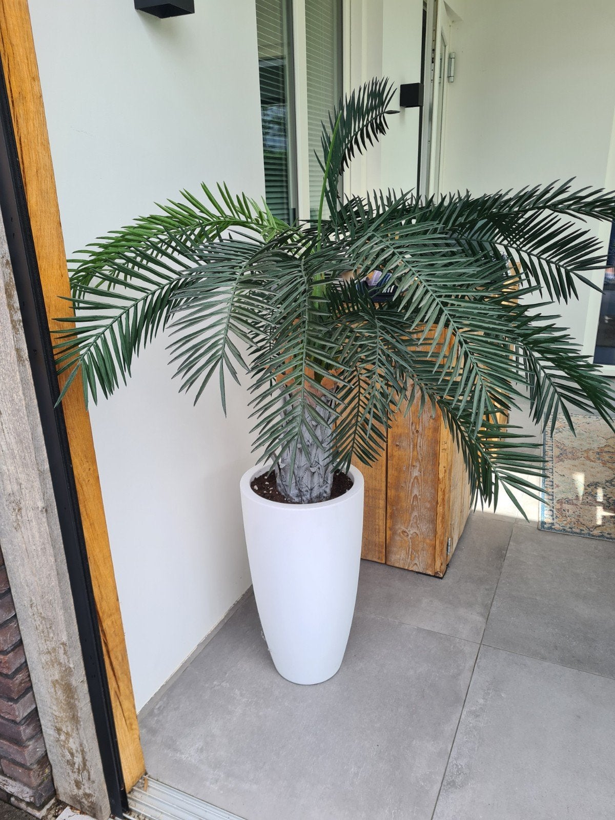 palmboom in hoge pot, Ophalen, In pot, Halfschaduw, 150 tot 200 cm