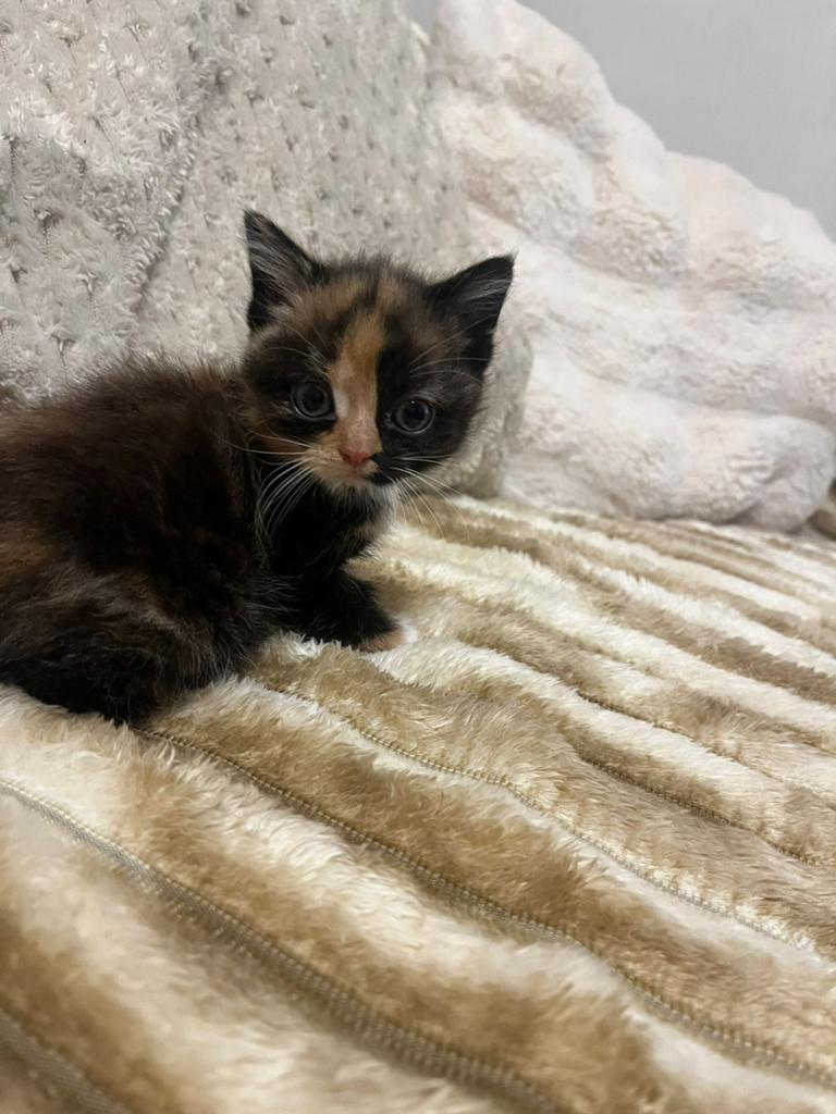 Perziche x britse korthaar kittens, Dieren en Toebehoren, Meerdere dieren, Ontwormd