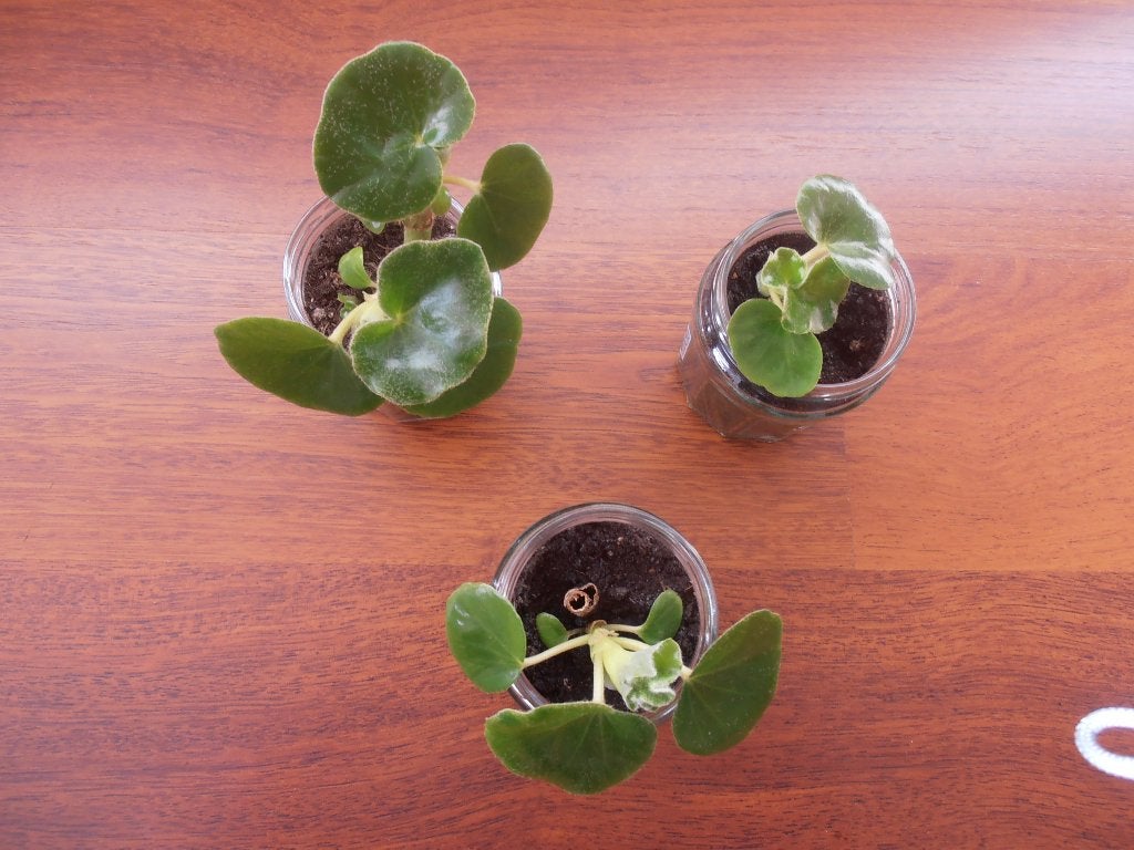 Begonia venosa, Ophalen, Overige soorten, Halfschaduw, In pot