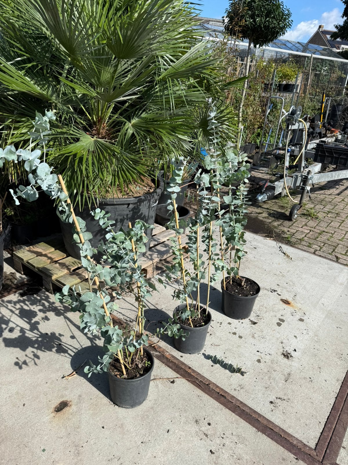 Eucalyptus lang en in rek winterhard ruiken heerlijk 19,95, Tuin en Terras, Vaste plant, Bloeit niet, Halfschaduw, Ophalen