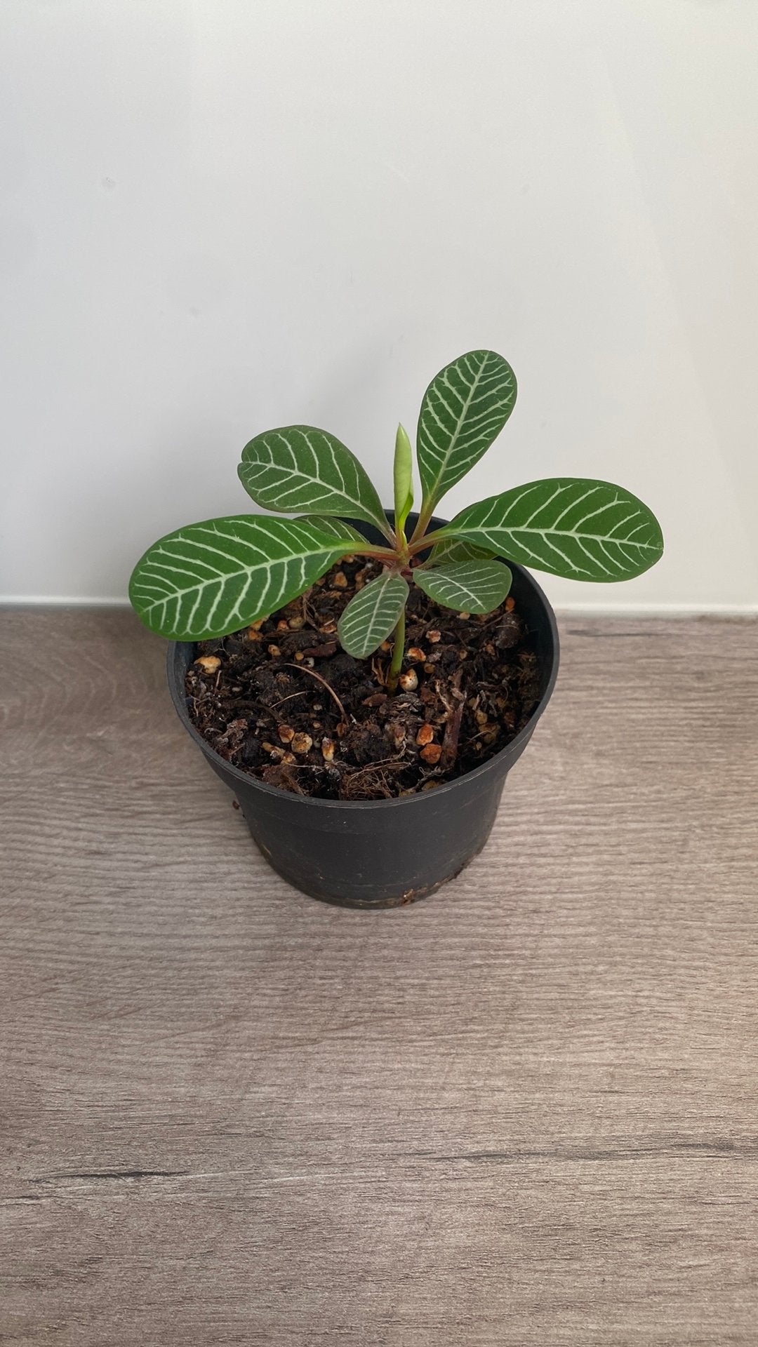 Stekje van de Madagascar Jewel - Euphorbia leuconeura, Groene kamerplant, Ophalen, Halfschaduw, Minder dan 100 cm