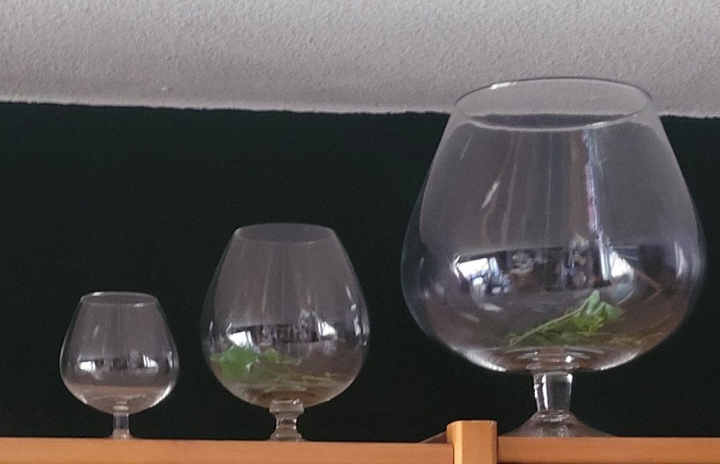 COGNACGLAZEN GROOT EN KLEIN, Gebruikt, Overige stijlen, Ophalen of Verzenden, Wit