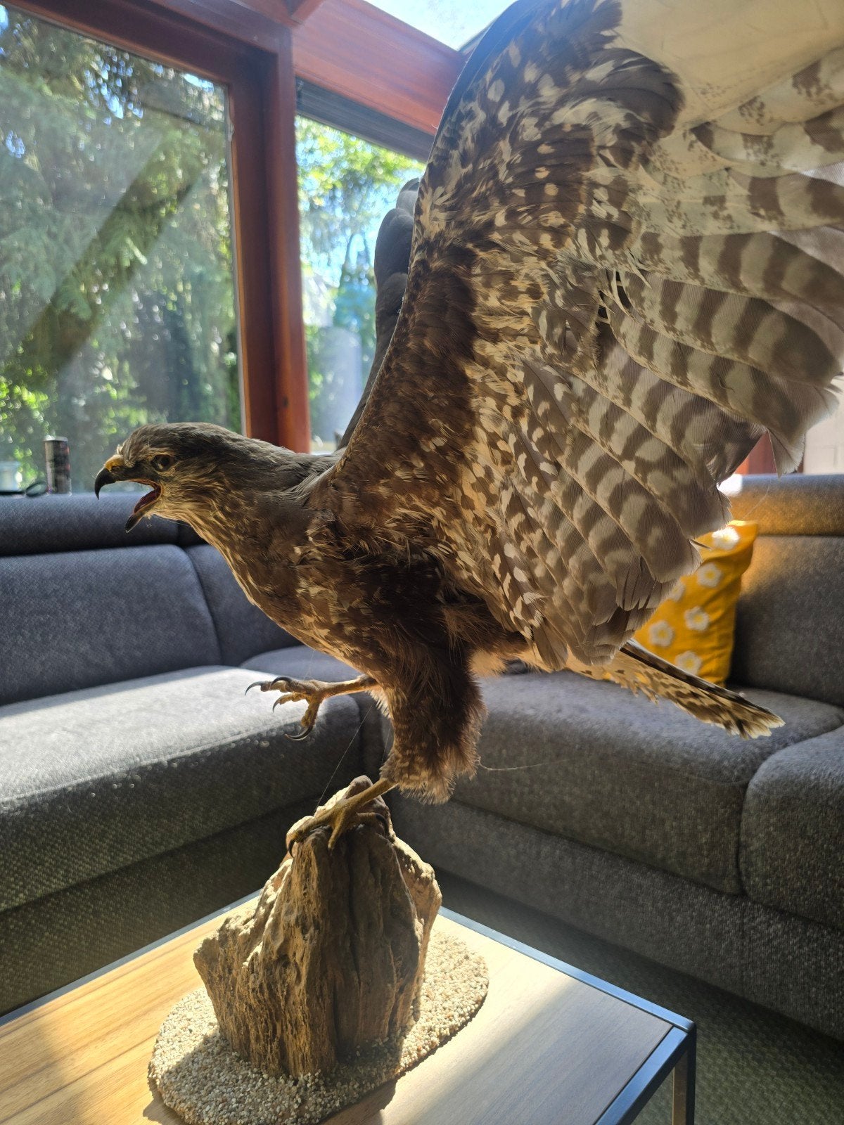 Opgezette Buizerd - Prachtig Exemplaar, Verzamelen, Dierenverzamelingen, Ophalen