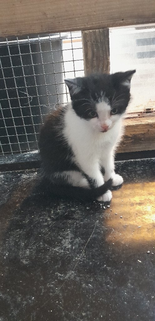 poesje, Poes, 0 tot 2 jaar