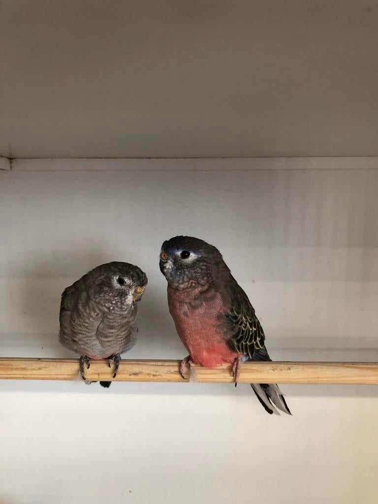Bourkeparkieten, Dieren en Toebehoren, Vogels | Parkieten en Papegaaien, Meerdere dieren, Parkiet