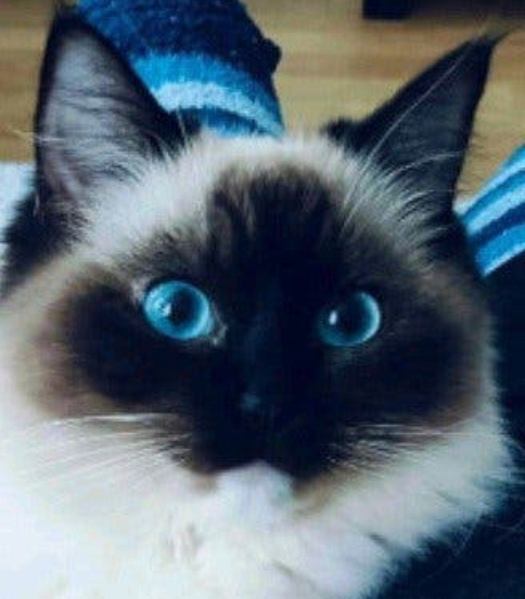 seal mitted ragdoll poes zoekt rustig plekje (herplaatser), Dieren en Toebehoren, Poes, Gechipt