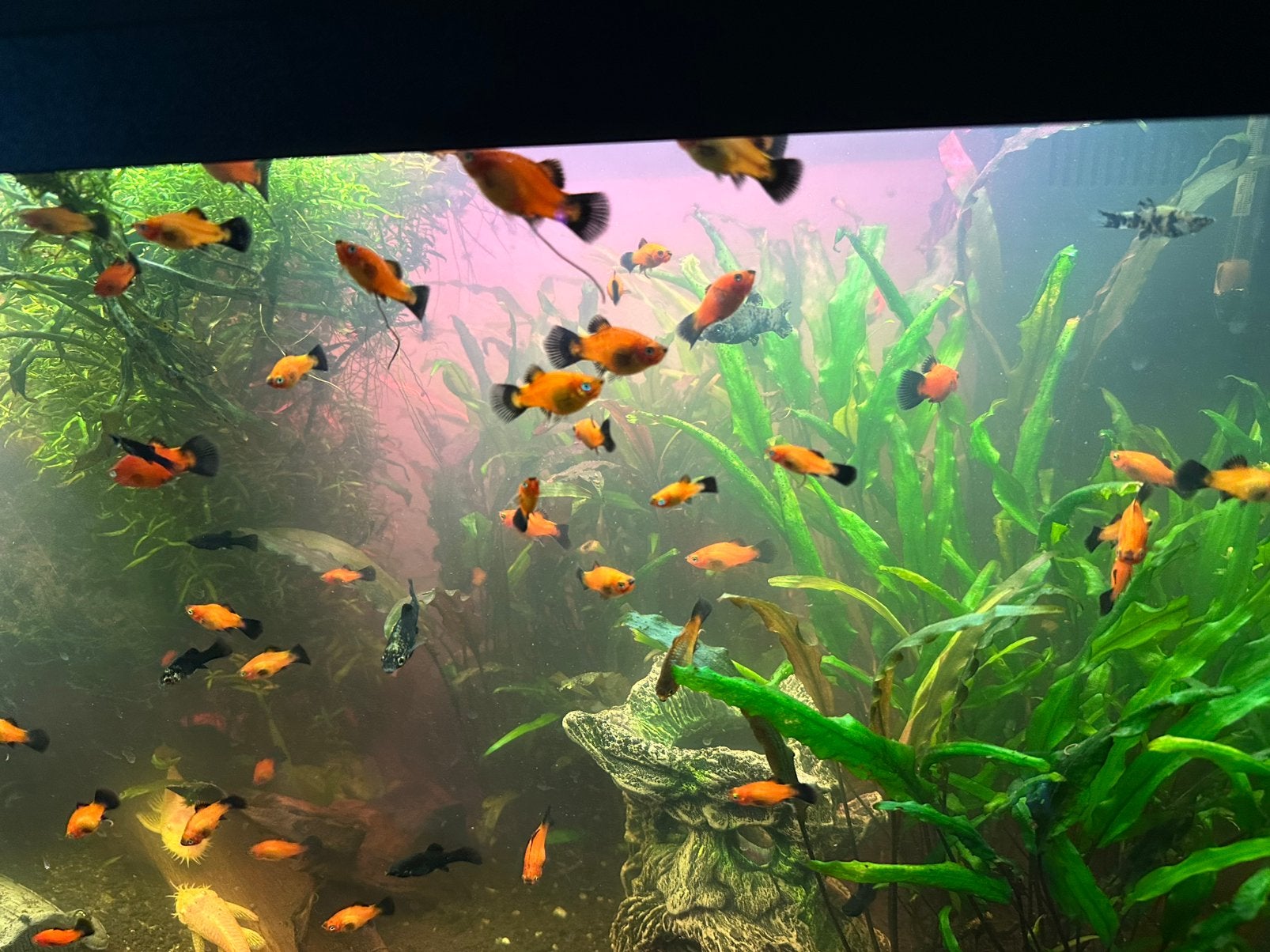 Jonge Black molly en Platy vissen, Vis, Zoetwatervis
